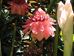 CairnsTC032 Jardin Botanique 032